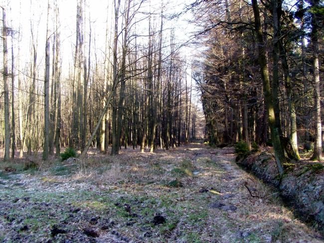 Blick  entlang  eines Forstweges