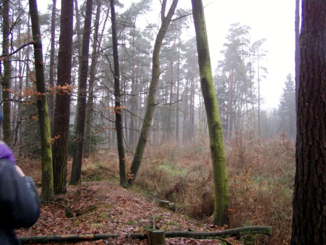 Blick in ein schnes Waldstck