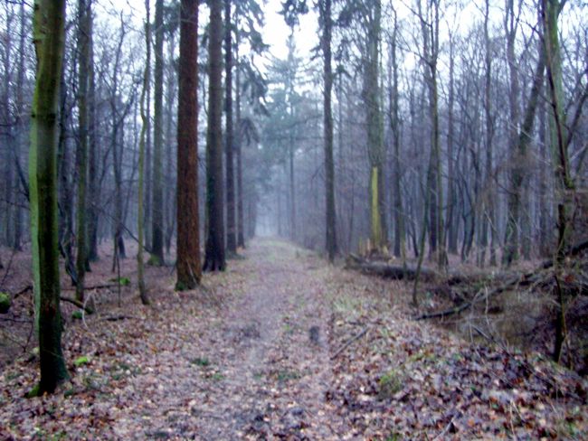 Blick  entlang  eines Forstweges