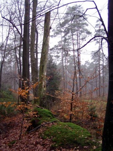Dieser Baum ist lngst tot aber der Stamm steht noch