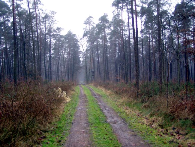 Blick  entlang  eines Forstweges
