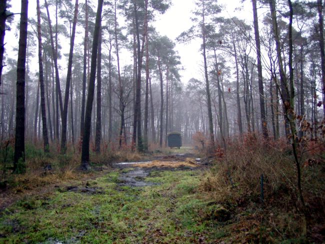 Blick  entlang  eines Forstweges