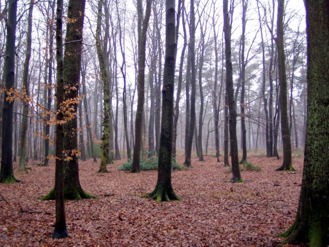 Blick in ein schnes Waldstck