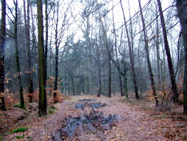 Blick  entlang  eines Forstweges