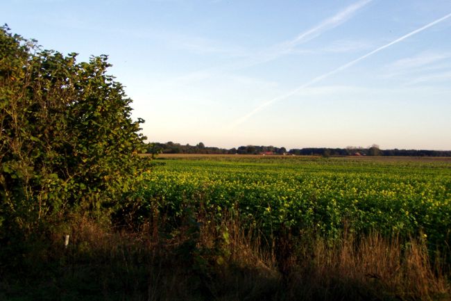 Aussicht auf einem Rapsfeld