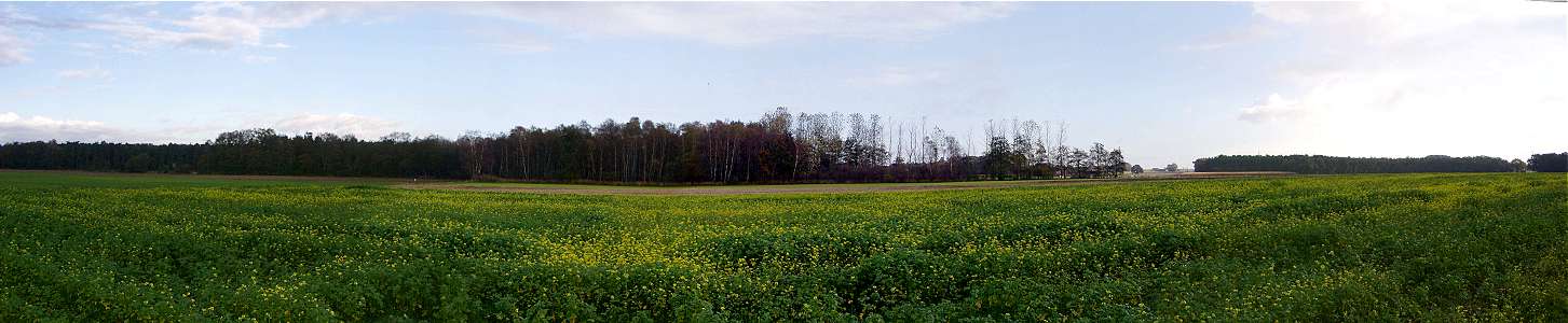 Panoramaufnahme von einem Rapsfeld