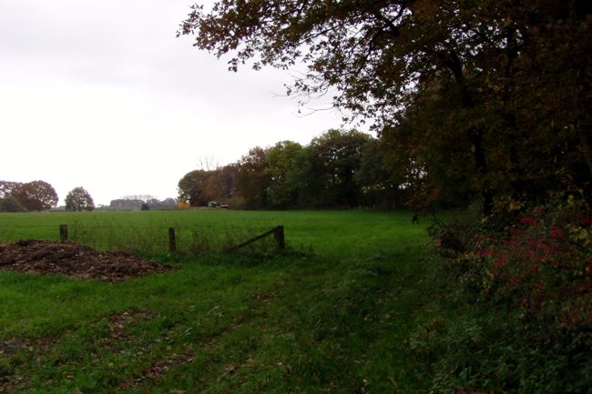 Waldbrandung neben einem Feld