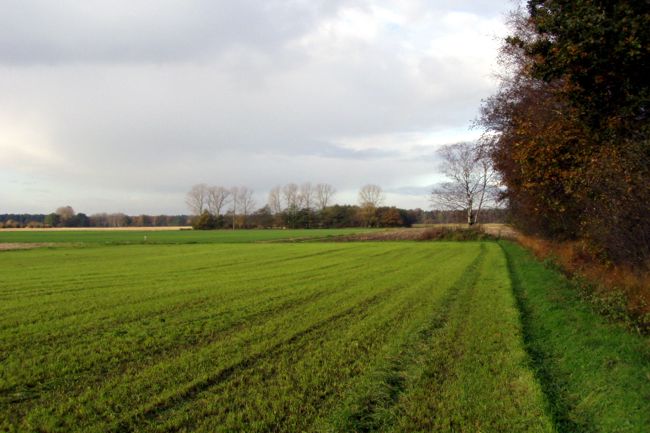 frisches Feld