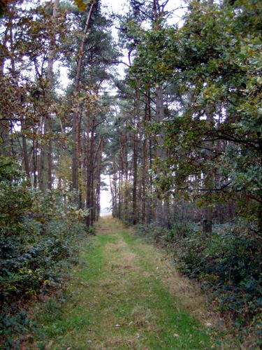 ein kleiner schner Waldpfad