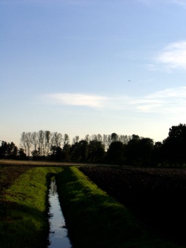 kleiner Fluss am Rande eines Maisfeldes