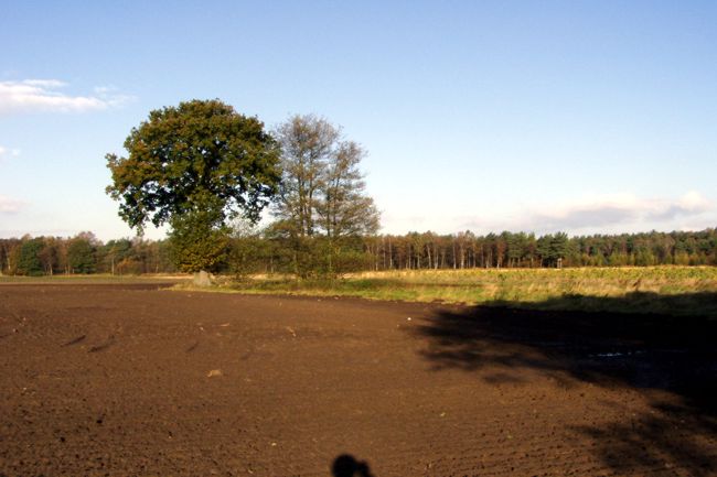 Baum um rundet von Ackerlandschaft