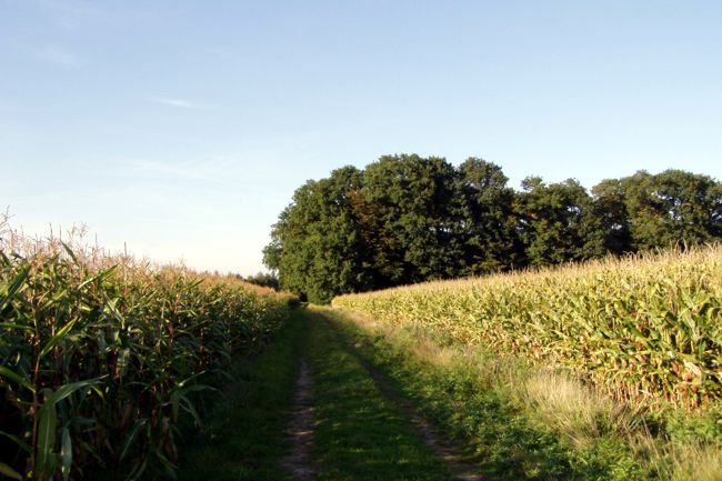 wirtschafts Weg fr Bauern