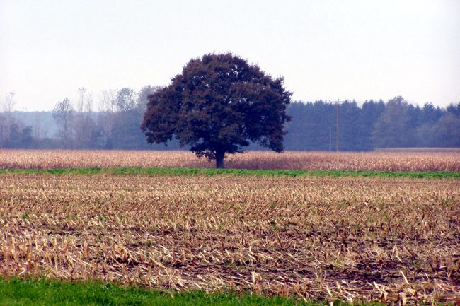 Ein einsamer Baum mitten zwischen zwei Ackerfelder