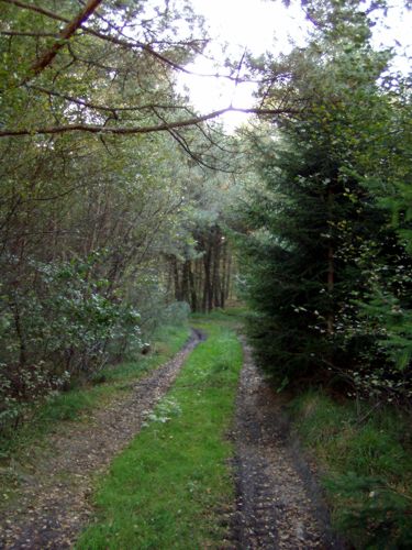 Traktorweg durch einen engen Wald