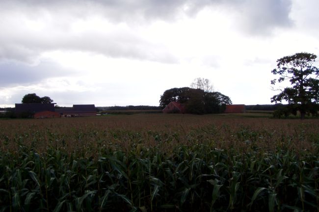 Ein FotMaisfeld mit zwei Bauernhfen