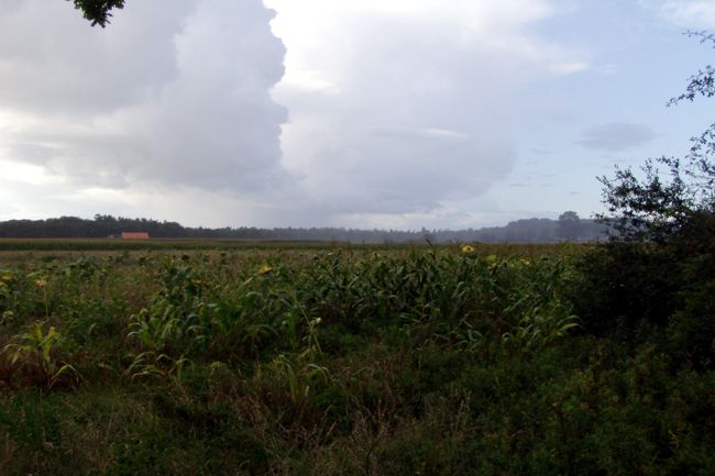 Maisfeld mit spektakulren Wolken
