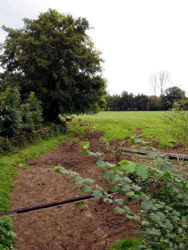 kleines Gartenbeet plus aussicht auf einer Waldlichtung