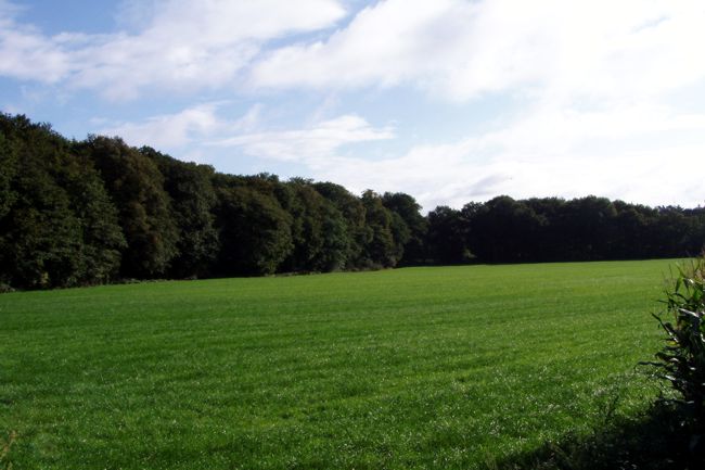 Waldbrandung