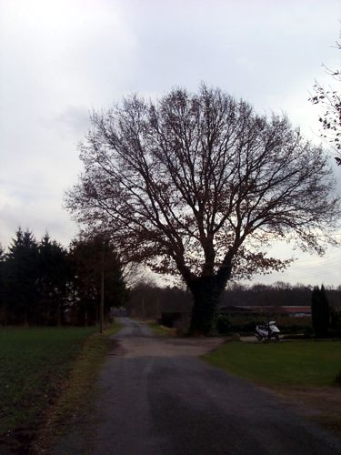 Ein groer, beeindruckender Baum