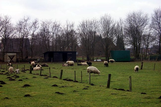 Schafe grasen auf ihrer Wiese