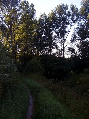Ein Forstweg in einem Waldstck