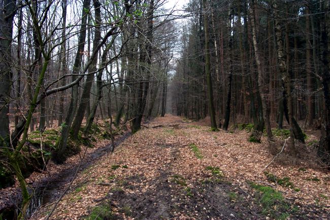 Blick entlang eines Waldweges
