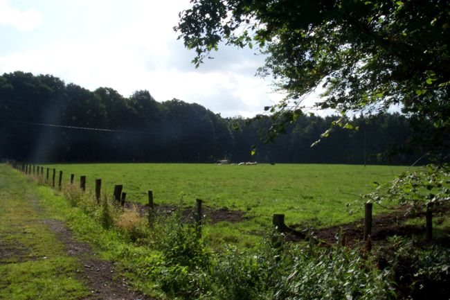 Eine groe Wiese auf der Khe grasen