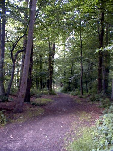 Ein Fuweg durch ein kleines Waldstck