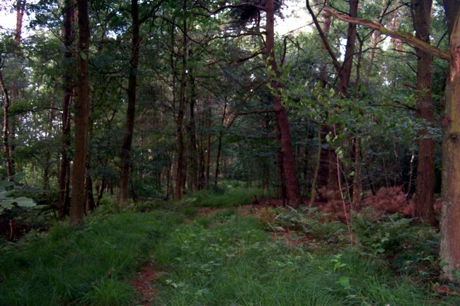 Ein Waldweg durch ein schnes Waldstck