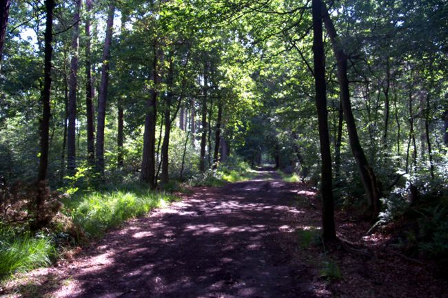 Blick entlang eines Waldweges