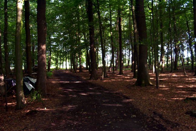 Blick entlang eines Waldweges