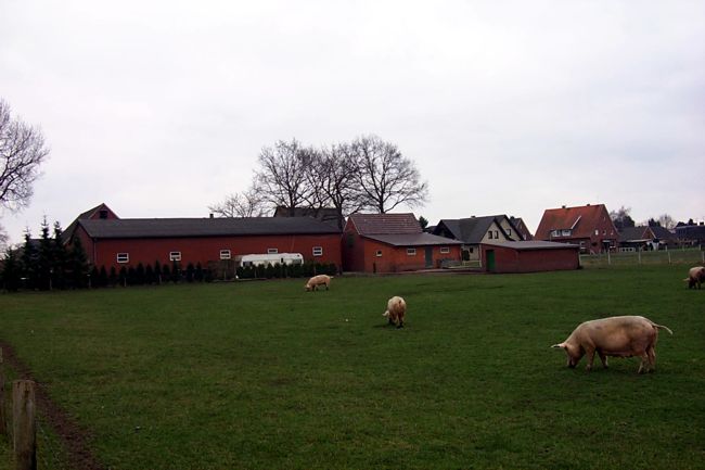 Hier gibt es noch freilaufende Schweine