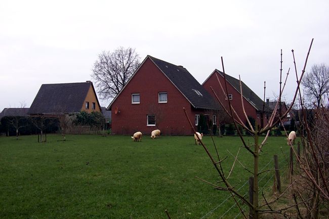 Freilaufende Schweine auf ihrer Wiese