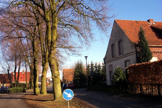 Eine Verkehrsinsel auf der groe Bume stehen