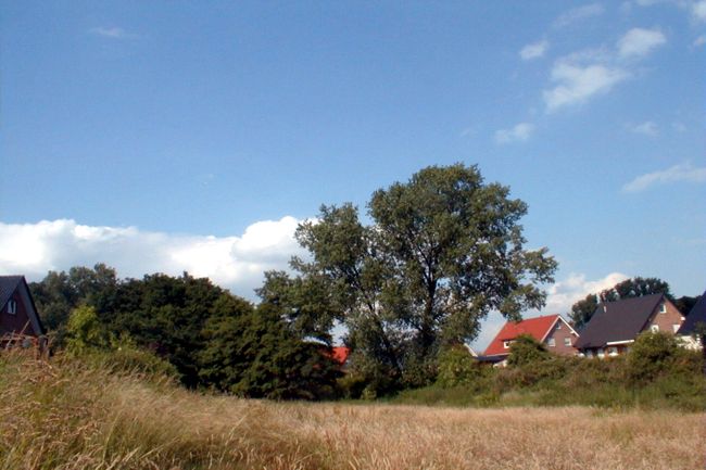 Ein kleines Waldstck in der Wohnsiedlung