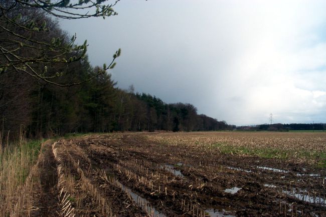 Blick entlang des Waldrandes