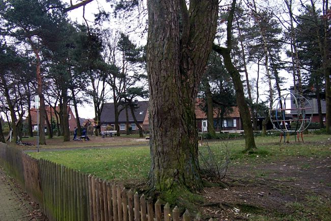 Auf diesem Spielplatz stehen viele groe Bume