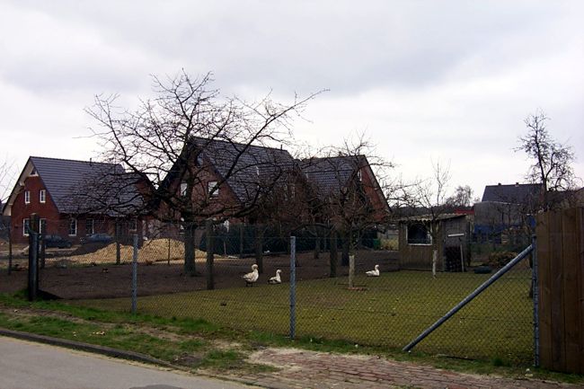 Ein kleines Gnsegehege