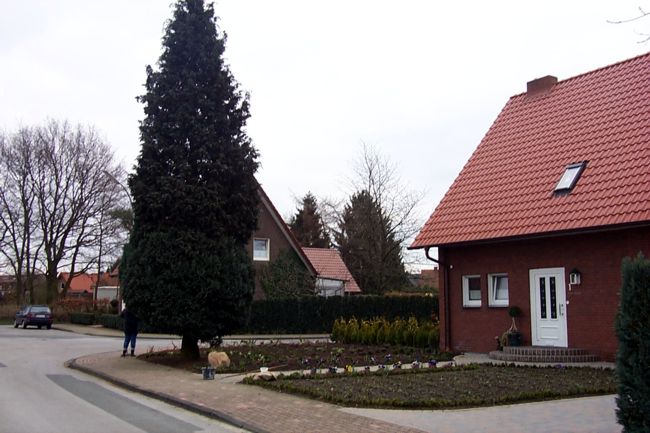 In diesem Vorgarten steht ein beeindruckender Baum