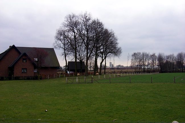 Auf dieser Wiese grasen Schafe