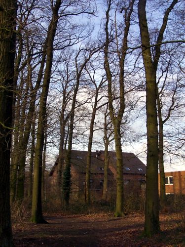 Ein kleines Waldstck