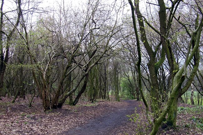 Ein Trampelpfad am Waldrand