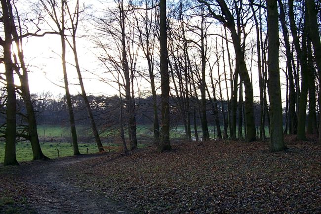 Ein Trampelpfad am Waldrand