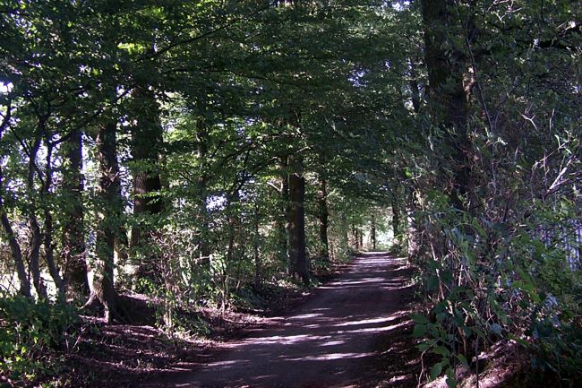Blick entlang eines Waldweges
