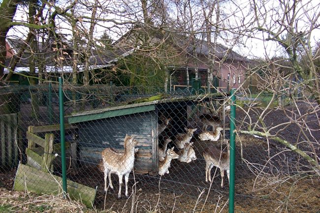 Junge Rehe in ihrem Gehege