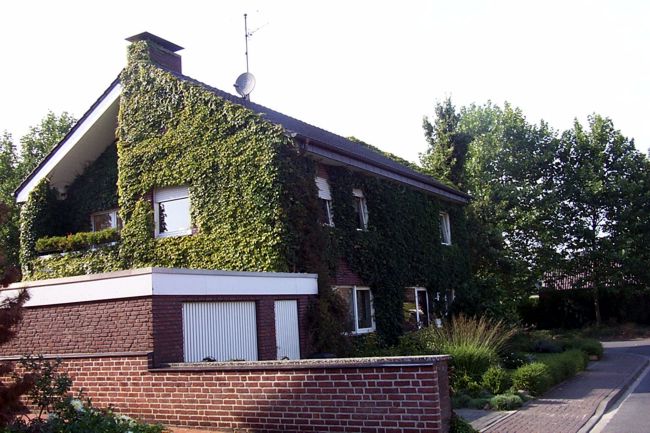 Die Fassade von diesem Haus ist beinahe komplett mit Efeu bedeckt