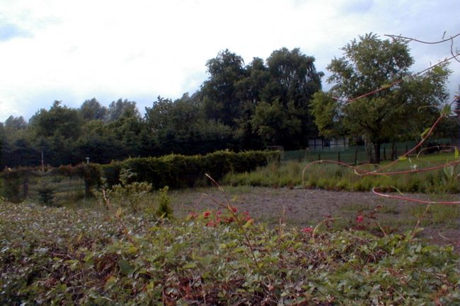 Blick ber eine Hecke in einen groen Garten