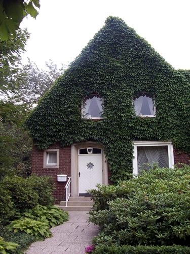 Die Giebelwand dieses Hauses ist beinahe komplett mit Efeu zugewachsen