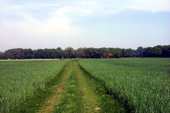 Blick entlang eines Feldweges