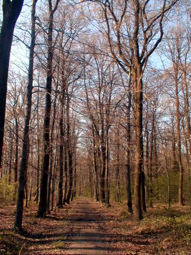 Blick entlang eines Waldweges
